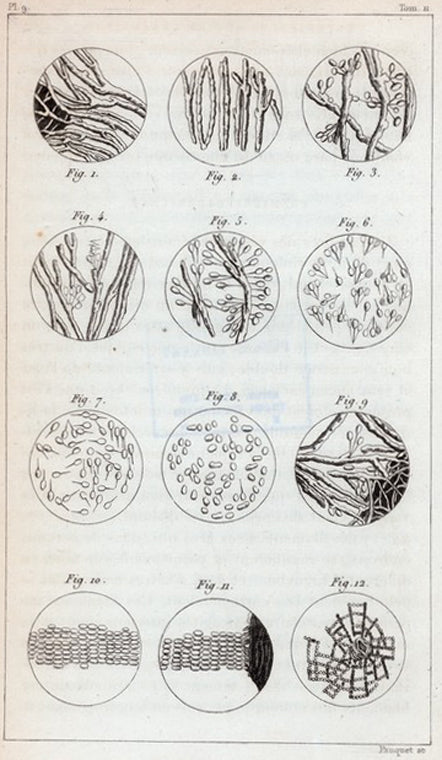 Expériences au sujet de la génération. Fig. 1-12.