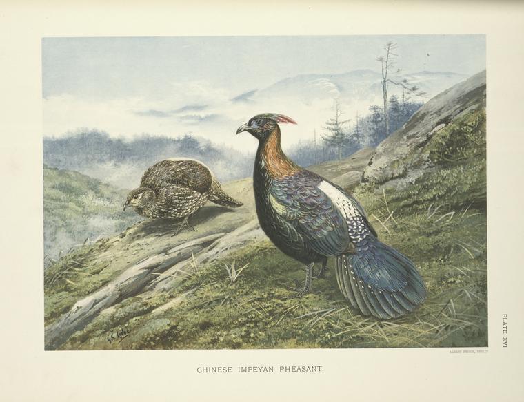 Chinese Impeyan Pheasant (Lophophorus lhuysii).