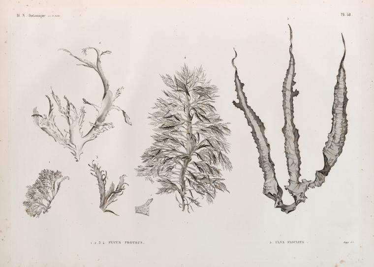 Botanique. 1-4. Fucus proteus; 5. Ulva fasciata.