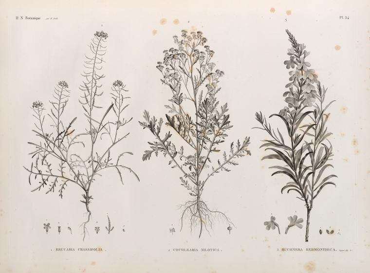 Botanique. 1. Erucaria crassifolia; 2. Cochlearia nilotica; 3. Buchnera hermonthica.