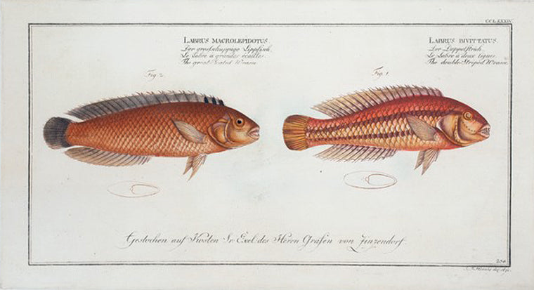1. Labrus bivittatus, The double-Striped Wrasse; 2. Labrus macrolepidotus, The great-Scaled Wrasse.