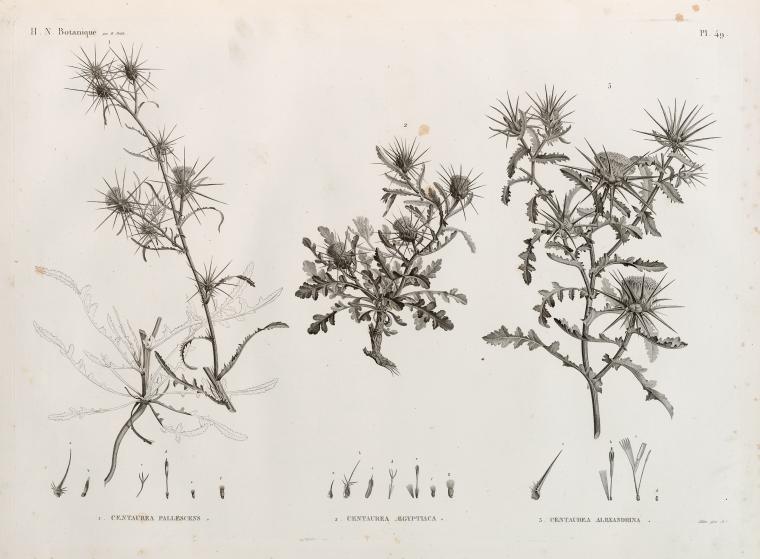 Botanique. 1. Centaurea pallescens; 2. Centaurea ægyptiaca; 3. Centaurea alexandrina.