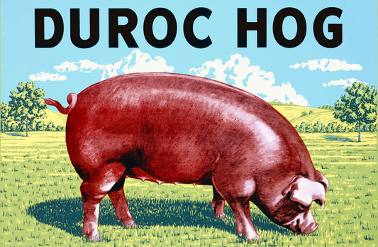 Duroc Hog 0000-4304
