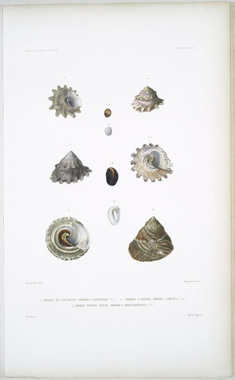 1. Troque de chemnitz, Trochus chemnitzii; 2. Troque à fraise, Trochus amictus; 3. Troque courte épine, Trochus brevispinosus.