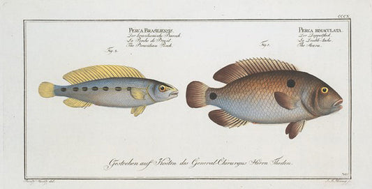 1. Perca bimaculata, The Acara; 2. Perca Brasiliensis, The Brasilian Perch.