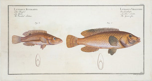 1. Lutianus Virescens, The Green-fin; 2. Lutianus  Rcstratus[Rostratus], The Snouted Lutian.