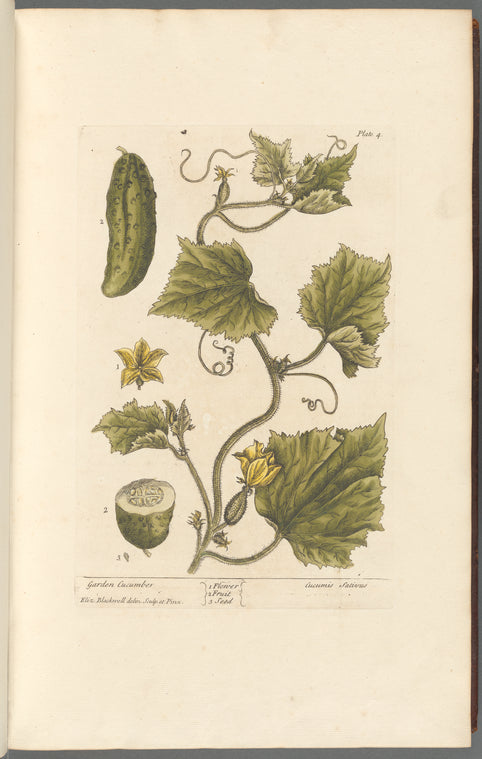 Garden cucumber