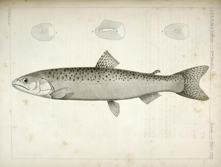 1-4. Salnmo quinnat, young, Quinnat Salmon.
