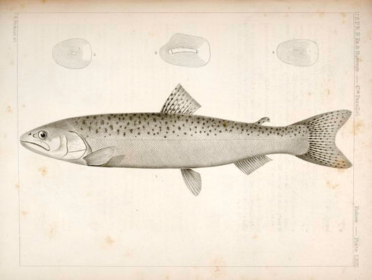 1-4. Salnmo quinnat, young, Quinnat Salmon.