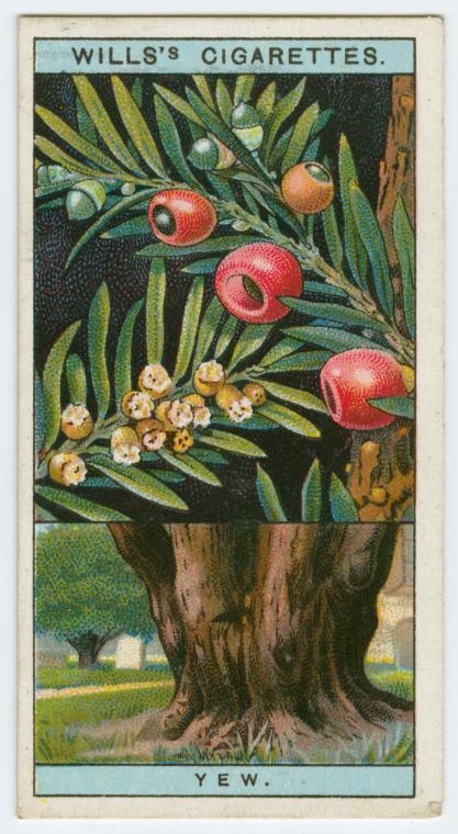 Yew (Texus baccata).