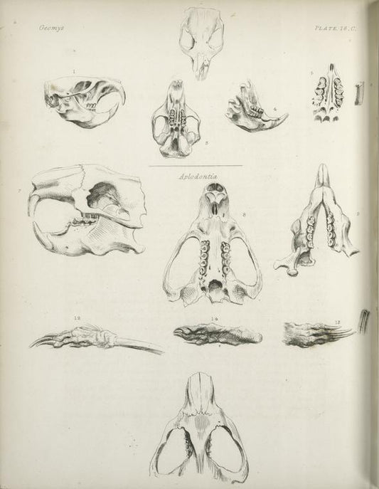 1-6. Geomys. ; 7-14. Aplodontia leporina.