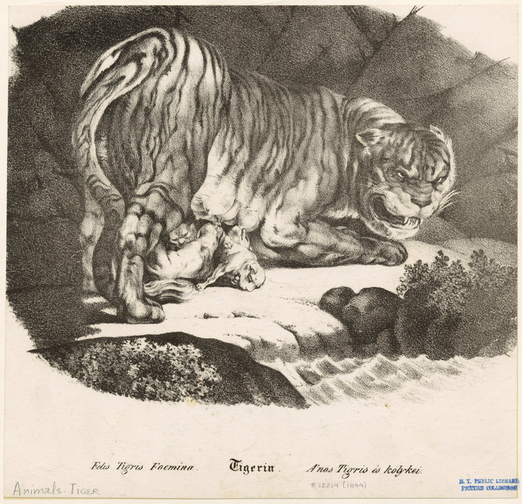 Tigerin