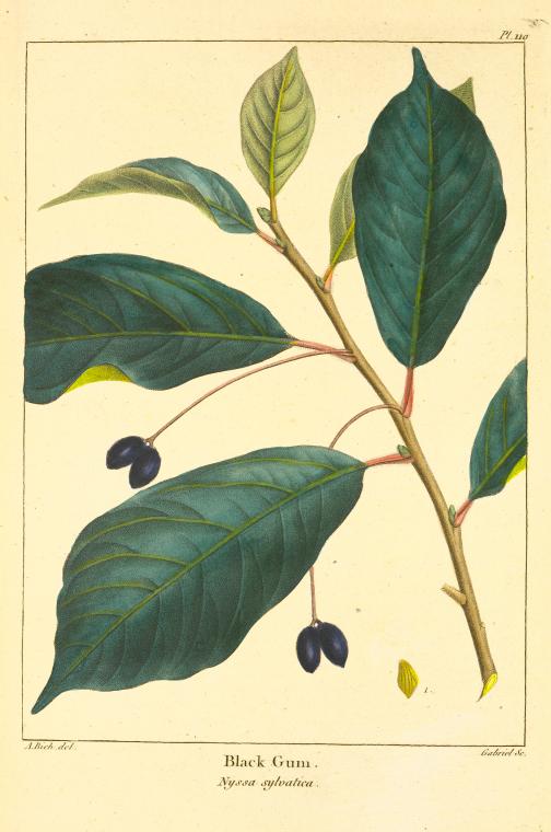 Black Gum (Nyssa sylvatica).