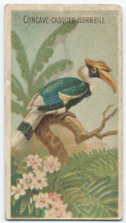 Concave-casqued hornbill.