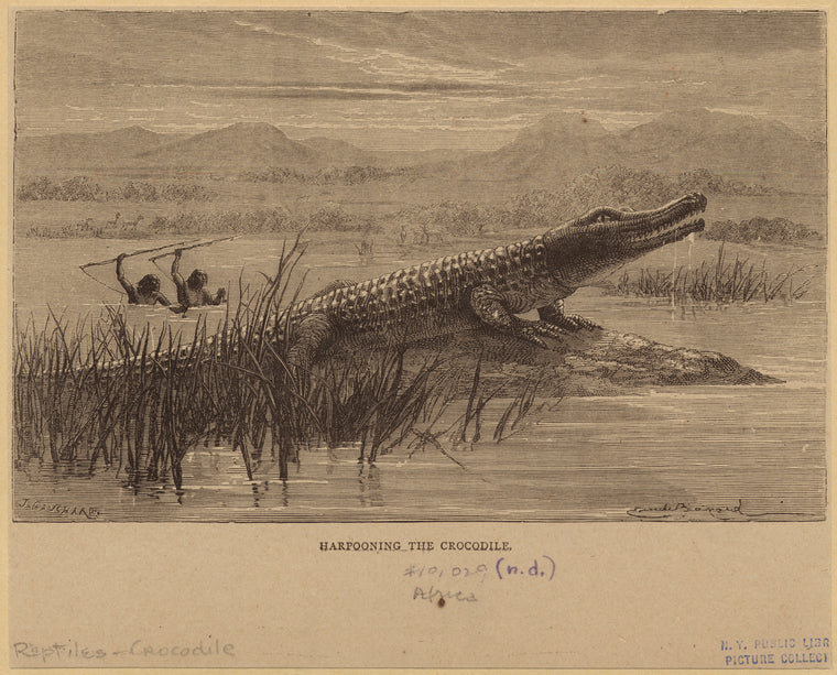 Harpooning the crocodile