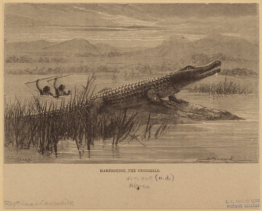 Harpooning the crocodile