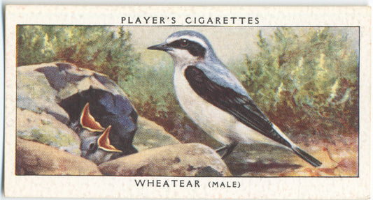Wheatear (male).