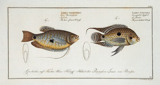 1. Labrus punctatus, The punctulated Wrasse; 2. Labrus trichonterus, The hair-finned Wrasse.
