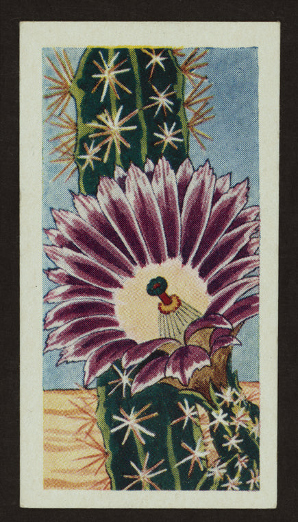 Echinocereus pentalophus.