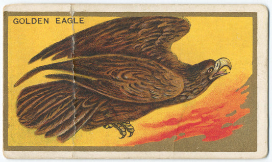 Golden eagle.