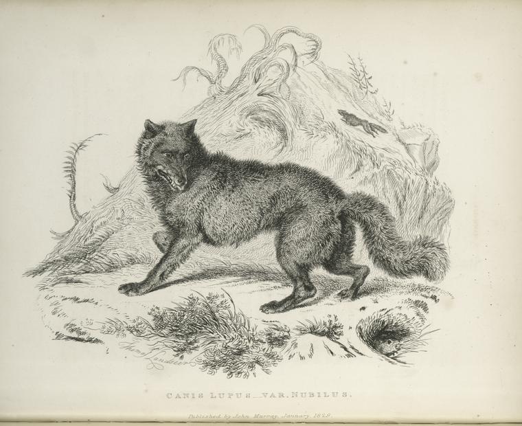 Canis Lupus,  var. Nubilus.