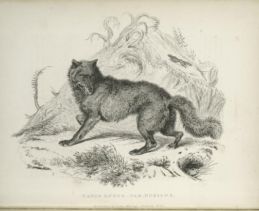 Canis Lupus,  var. Nubilus.