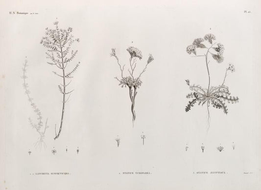 Botanique. 1.1'. Lancretia suffruticosa; 2. Statice tubiflora; 3. Statice ægyptiaca.