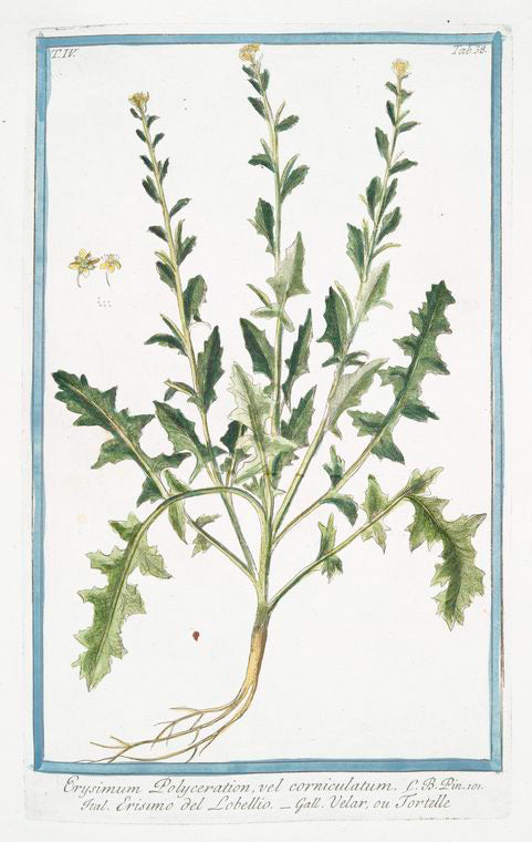 Erysimum Polyceration, vel corniculatum = Erisimo del Lobellio = Velar, ou Tortelle [Wall flower with horns]