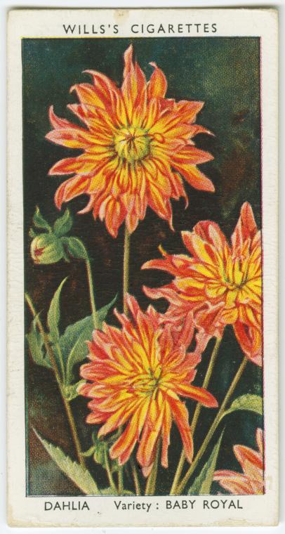 Dahlia.