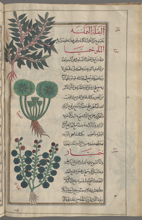 Blite (Amaranthus blitum), al-baqlah al-yamânîyah [top]; High mallow (Malva sylvestris), mulûkhîyâ [middle]; Hollyhock (alcea rosea), khubbâr [!] [bottom]
