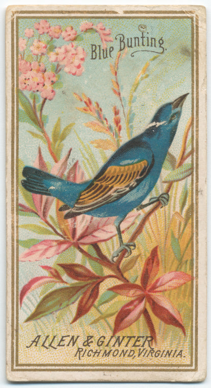 Blue Bunting.