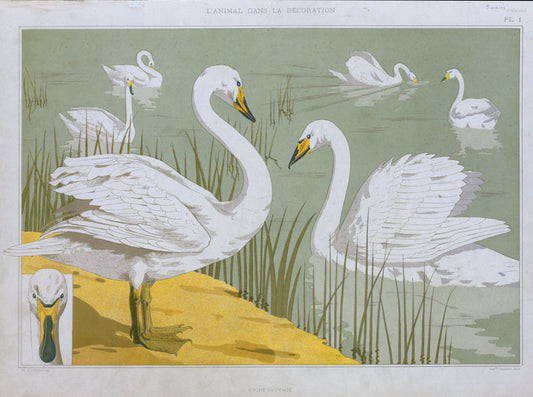 Cygne sauvage