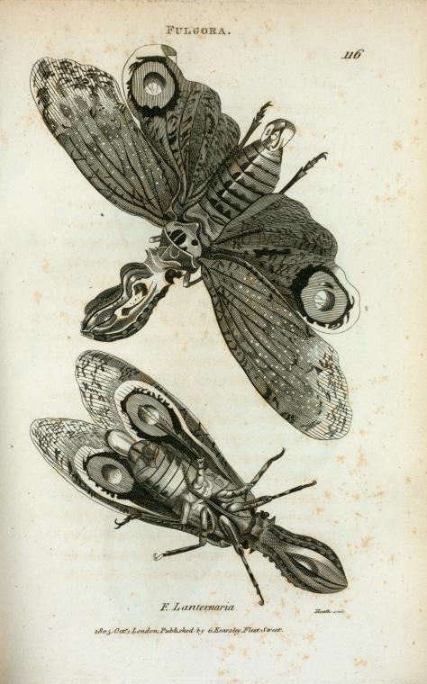 Fulgora: F. Lanternaria.