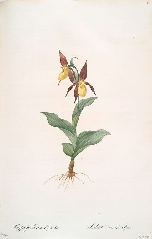 Cypripedium Calceolus