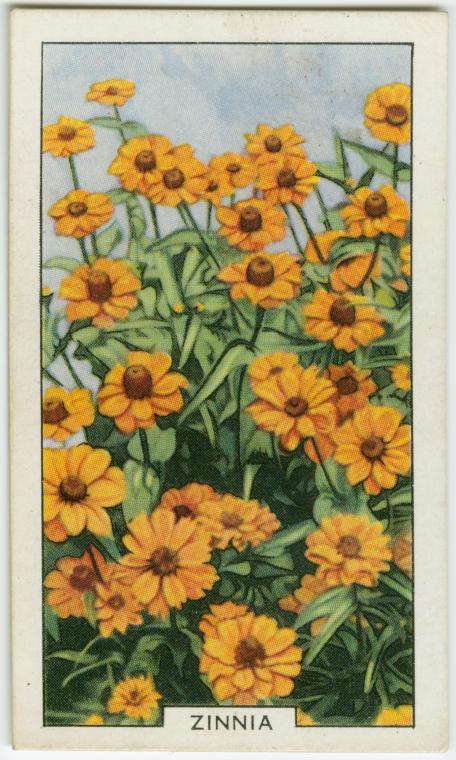 Zinnia.