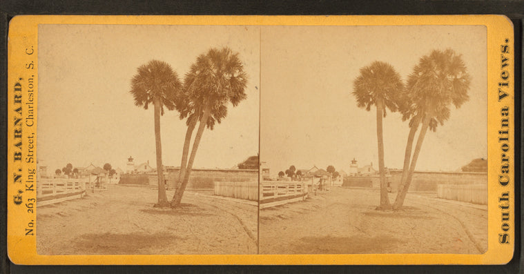 Group of palmetto trees, near Fort Moultrie, Sullivan's Island, S.C.