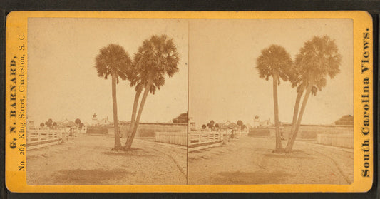 Group of palmetto trees, near Fort Moultrie, Sullivan's Island, S.C.