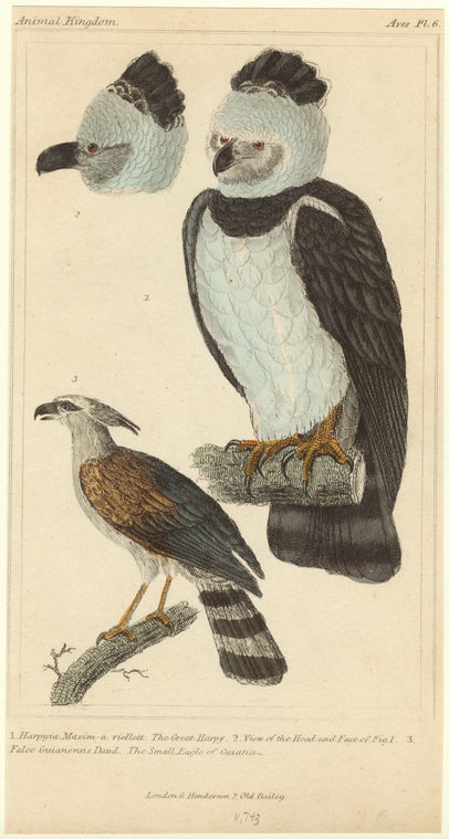 Harpy ; Head of Harpy ; The small eagle of Guiana