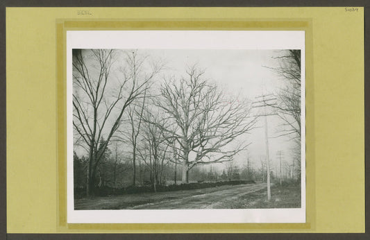 Tree along road with electrical poles