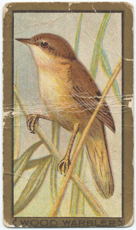 Wood warbler.