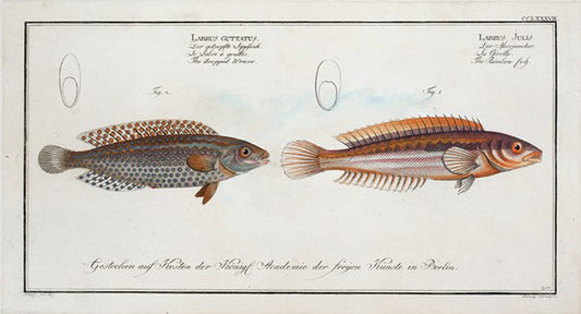 1. Labrus Julis, The Rainbow-fish; 2. Labrus Guttatus, The dropped Wrasse.