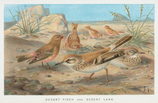 Desert Finch and Desert Lark.