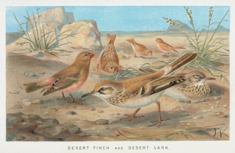 Desert Finch and Desert Lark.