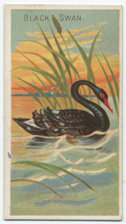 Black swan.