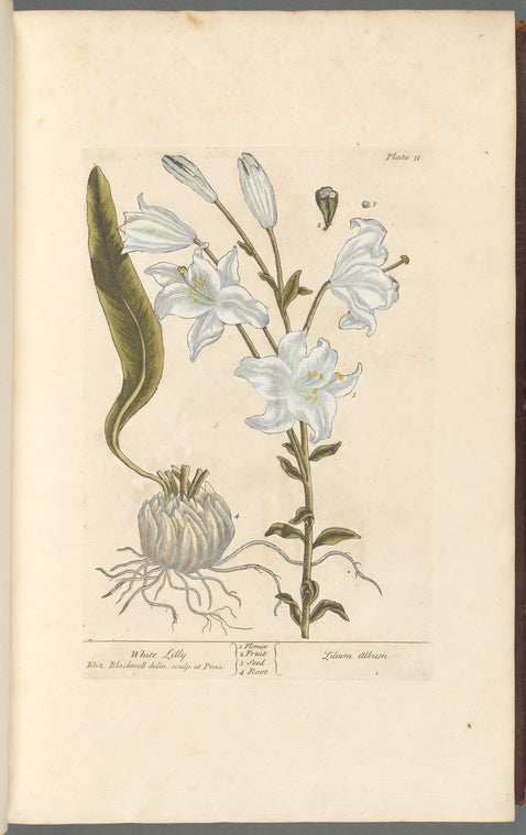 White lilly