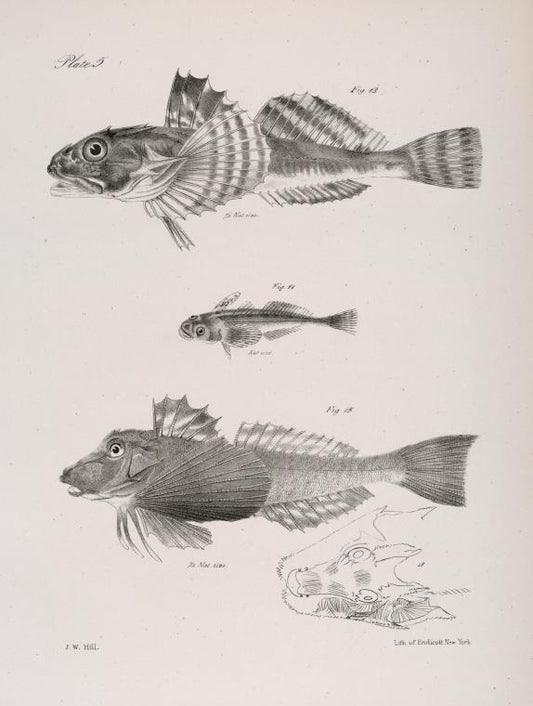 13. The Common Bullhead (Cottus virginianus). 14. The Little Star-gazer (Uranidea quiscens. 15. The Web-fingered Gurnand (Prionotus carolinus).