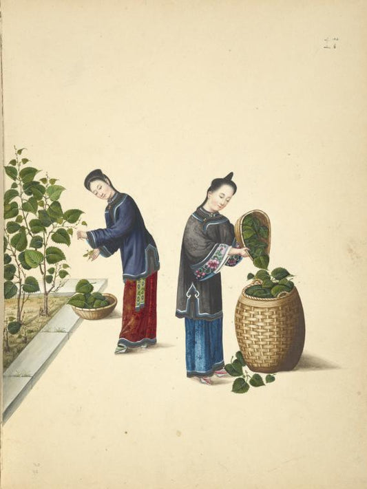 Two women collecting leaves from a mulberry[?] plant.]