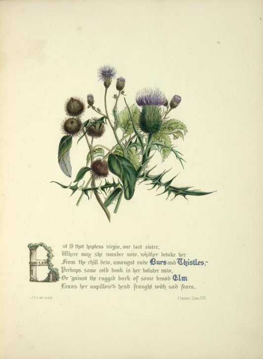 Burrs and thistles, elm
