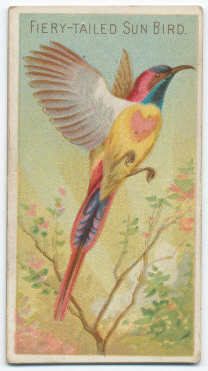 Fiery-tailed sun bird.