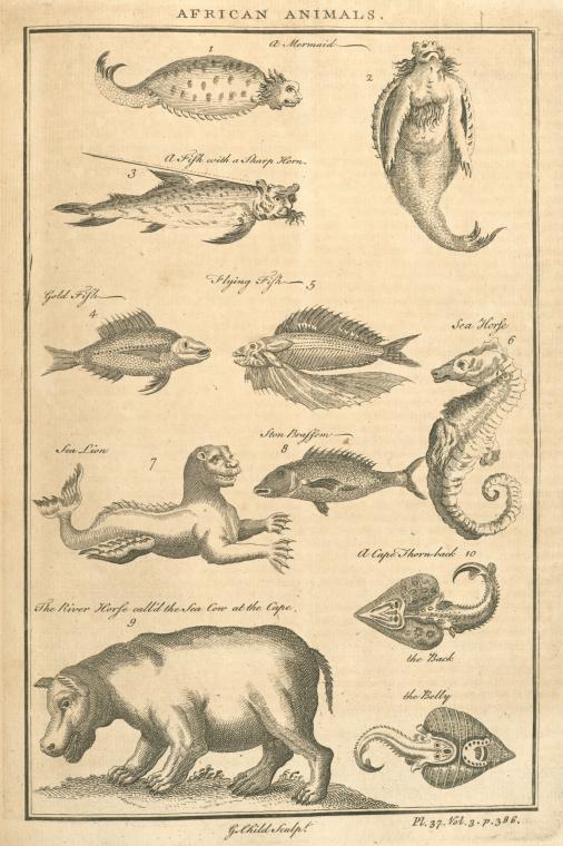Fish and other African animals at the Cape